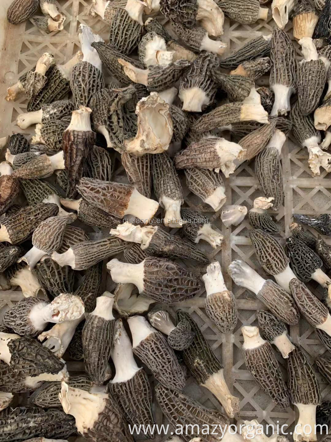 Wholesale China Dried Organic and Non-organic Morchella Esculenta